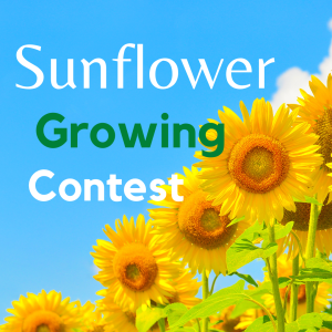 2023 Sunflower Growing Contest