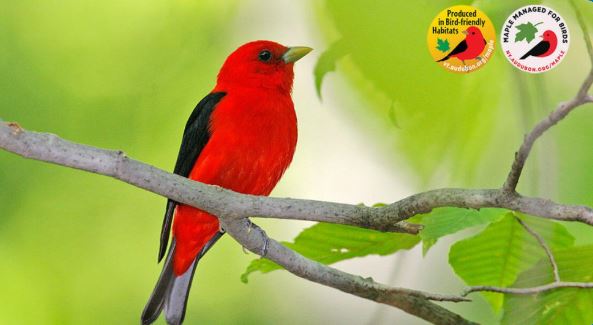 The Maple Hour: Bird-Friendly Maple