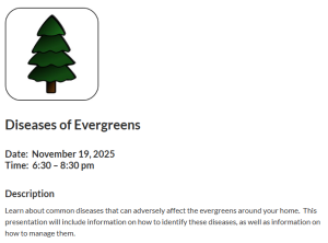 Plant Disease Diagnostic Clinic: Diseases of Evergreens (Nov)